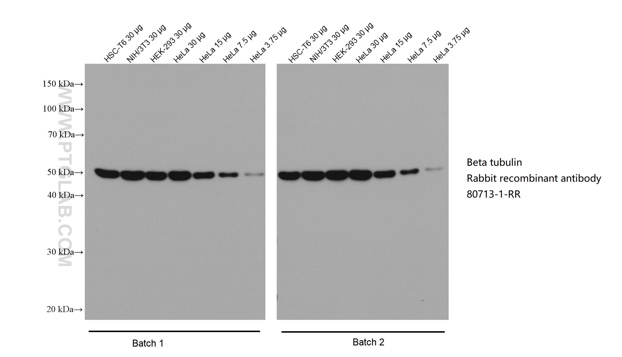 Various lysates were subjected to SDS-PAGE followed by western blot with Beta tubulin rabbit recombinant antibody (80713-1-RR) at dilution of 1:20000. Two batches of Multi-rAb HRP-Goat Anti-Rabbit Recombinant Secondary Antibody (H+L) (RGAR001) were used at 1:20000 for detection.
