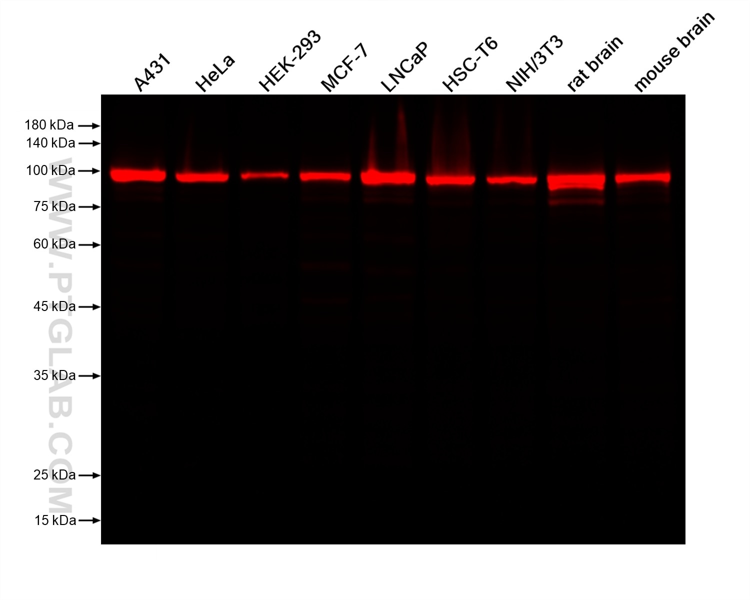 Various lysates were subjected to SDS-PAGE followed by western blot with Rabbit anti-Beta Catenin recombinant antibody (Cat.NO. 80488-1-RR) at dilution of 1:40000. Multi-rAb CoraLite® Plus 750-Goat Anti-Rabbit Recombinant Secondary Antibody (H+L) RGAR006 was used at 1:10000 for detection. 