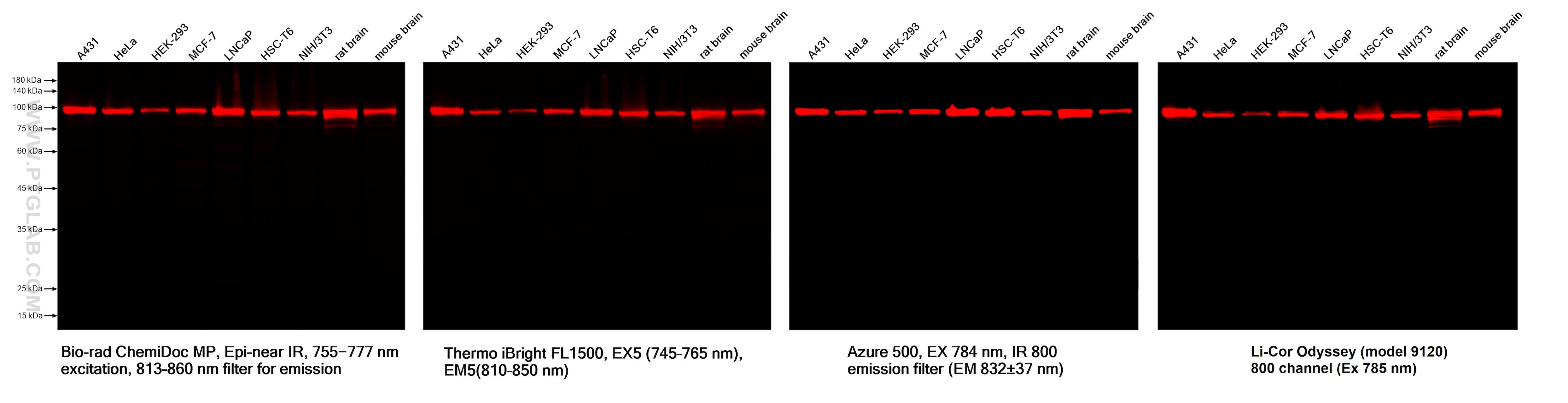 Various lysates were subjected to SDS-PAGE followed by western blot with Rabbit anti-Beta Tubulin recombinant antibody (Cat.NO. 80713-1-RR). Multi-rAb CoraLite® Plus 750-Goat Anti-Rabbit Recombinant Secondary Antibody (H+L) RGAR006 was used at 1:10000 for detection.  Different devices were used for imaging for the same membrane.	