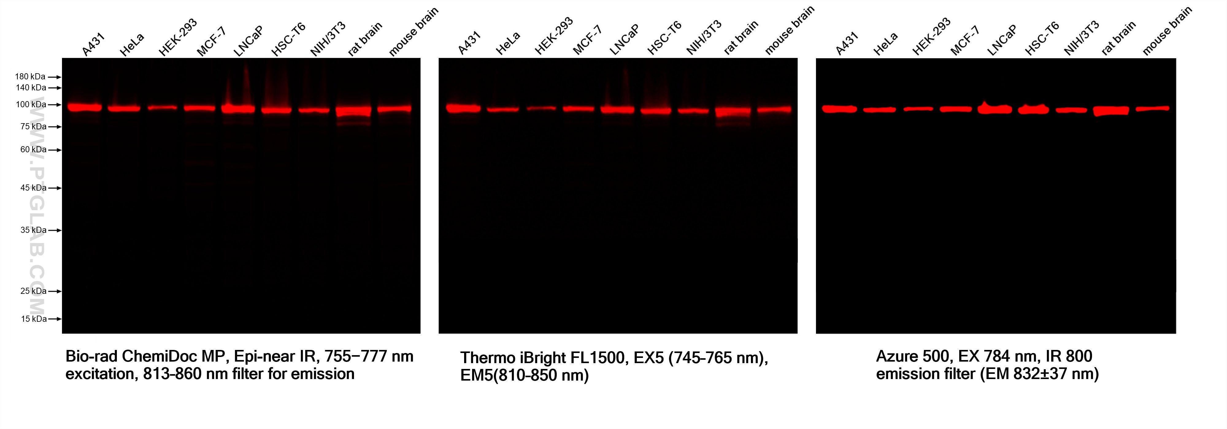 Various lysates were subjected to SDS-PAGE followed by western blot with Rabbit anti-Beta Tubulin recombinant antibody (Cat.NO. 80713-1-RR). Multi-rAb CoraLite® Plus 750-Goat Anti-Rabbit Recombinant Secondary Antibody (H+L) RGAR006 was used at 1:10000 for detection.  Different devices were used for imaging for the same membrane.	
