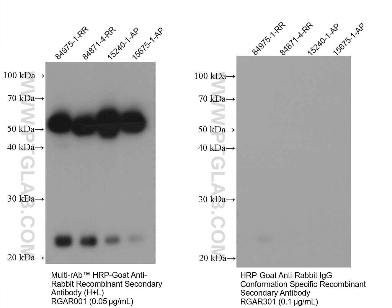 Rabbit recombinant antibodies (84975-1-RR and 84871-1-RR) and rabbit polyclonal antibodies (15240-1-AP and 15675-1-AP) were subjected to SDS-PAGE at reduced condition at 100 ng/well followed by western blotting with Multi-rAb™ HRP-Goat Anti-Rabbit Recombinant Secondary Antibody (H+L) RGAR001 (0.05 μg/mL) and HRP-Goat Anti-Rabbit IgG Conformation Specific Recombinant Secondary Antibody RGAR301 (0.1 μg/mL). The result suggest that RGAR301 does not react with reduced fragment of rabbit IgGs.