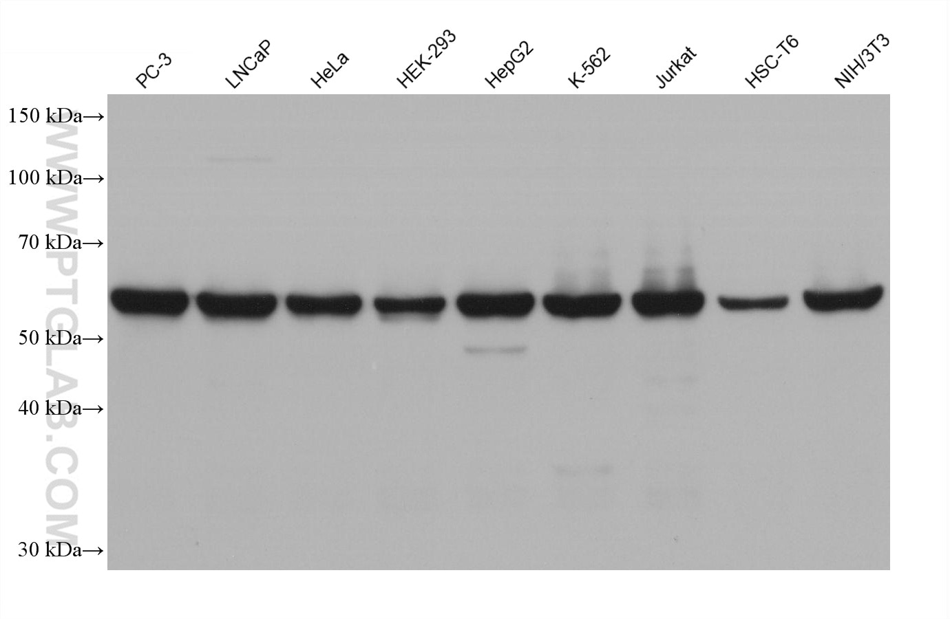 Various lysates were subjected to SDS PAGE followed by western blot with 15282-1-AP (HSP60 antibody) at dilution of 1:100000. HRP-Goat Anti-Rabbit IgG Conformation Specific Recombinant Secondary Antibody #RGAR301 was used at 1:5000 for detection.