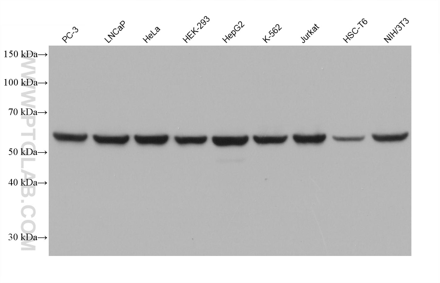Western blot detection using RGAR301.
Various lysates were subjected to SDS PAGE followed by western blot with 15282-1-AP (HSP60 antibody) at dilution of 1:100000. HRP-Goat Anti-Rabbit IgG Conformation Specific Recombinant Secondary Antibody #RGAR301 was used at 1:10000 for detection.