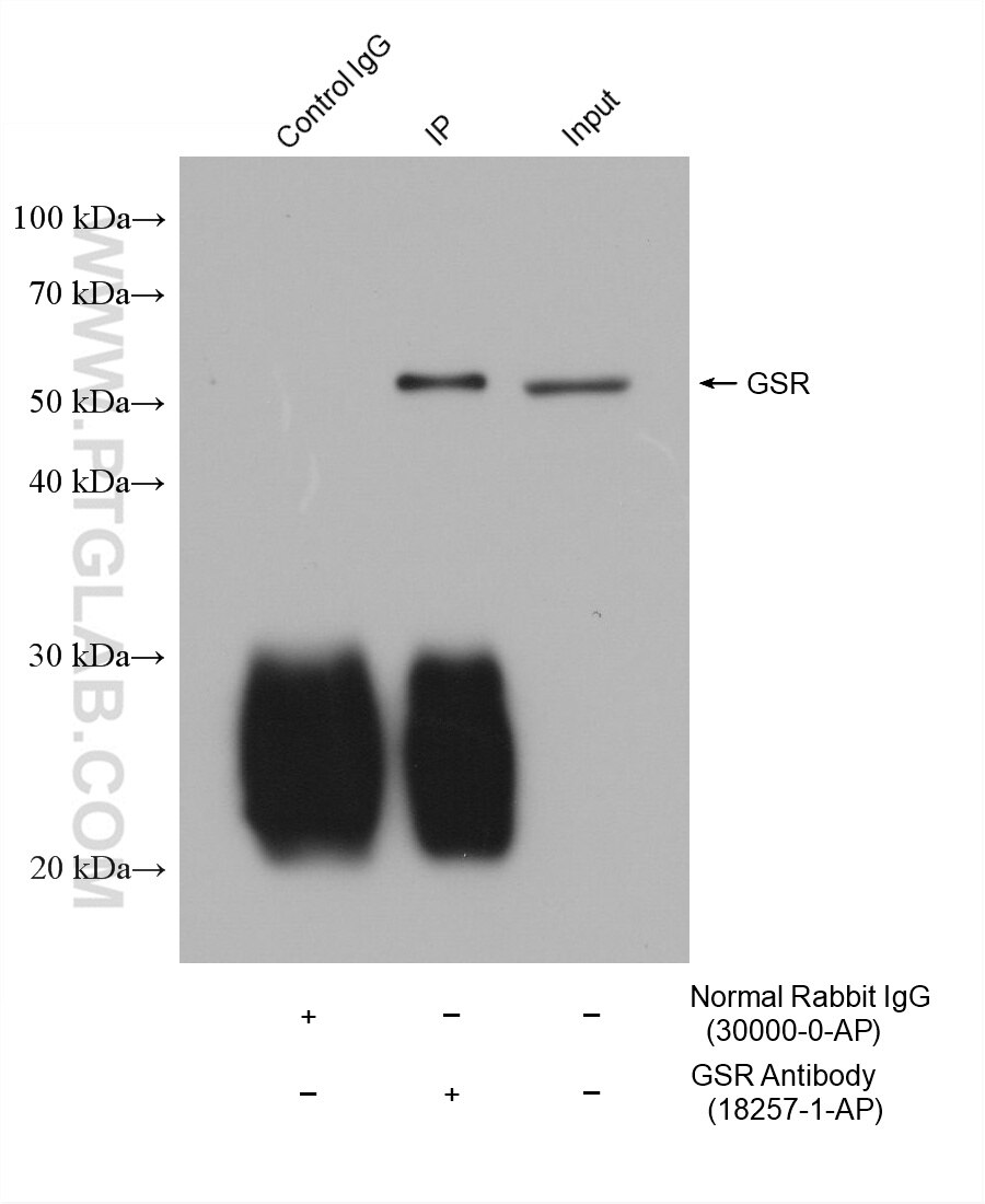 IP-WB detection with RGAR401. Lysate: Hela cells; IP Primary: GSR, 18257-1-AP; IP Control: Rabbit IgG, 30000-1-AP; SDS-PAGE loading amount: 20% of IP elution and 30 μg total protein for input; WB Primary: GSR, 18257-1-AP, 1:60000; WB secondary: RGAR401, 1:10000.