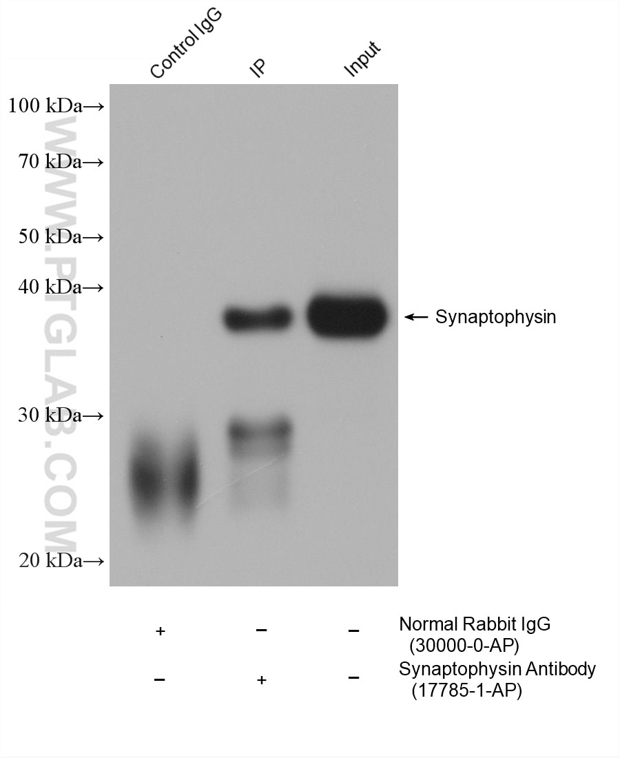 IP-WB detection with RGAR401. Lysate: Mouse Brain cells; IP Primary: Synaptophysin, 17785-1-AP; IP Control: Rabbit IgG, 30000-1-AP; SDS-PAGE loading amount: 20% of IP elution and 30 μg total protein for input; WB Primary: Synaptophysin, 17785-1-AP, 1:50000; WB secondary: RGAR401, 1:10000.