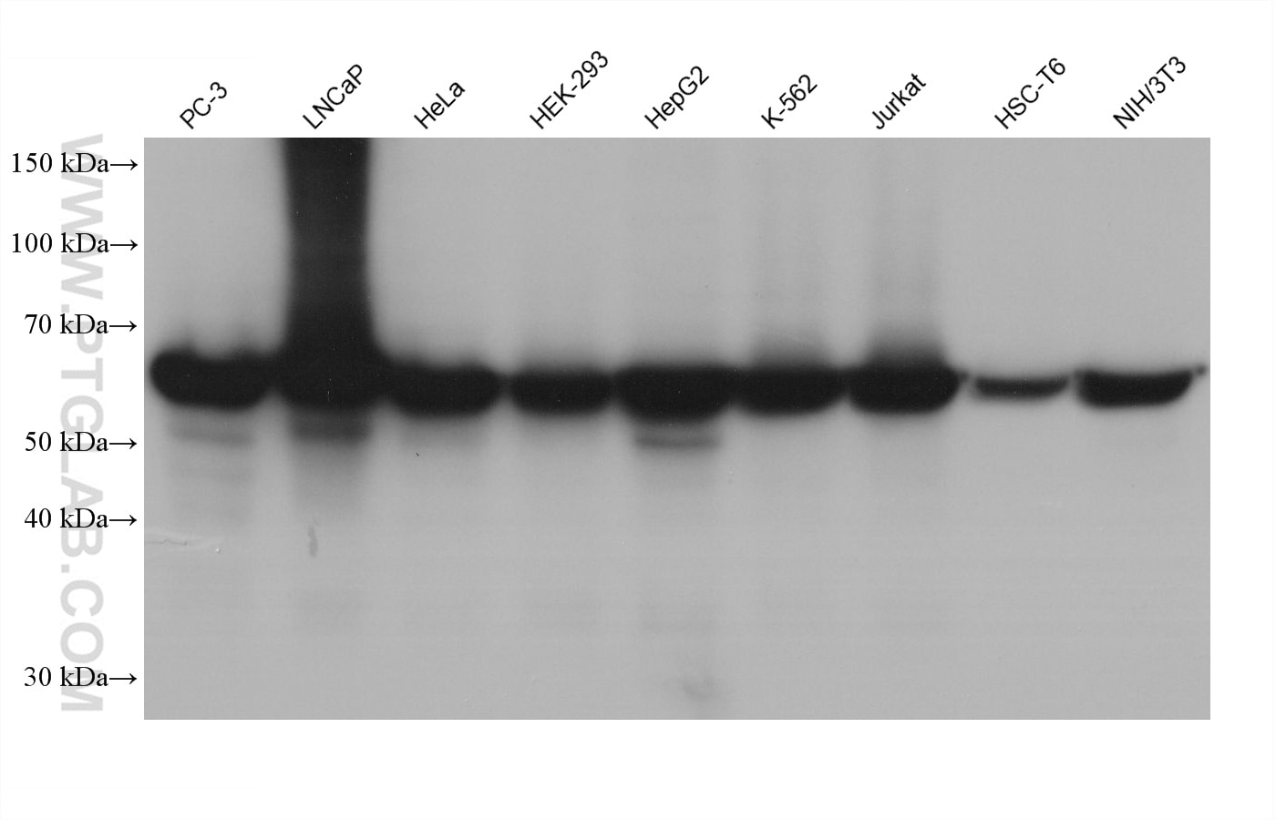 Western blot detection using RGAR401. Various lysates were subjected to SDS PAGE followed by western blot with 15282-1-AP (HSP60 antibody) at dilution of 1:100000. 
HRP-Goat Anti-Rabbit IgG Light Chain Specific Recombinant Secondary Antibody #RGAR401 was used at 1:5000 for detection.