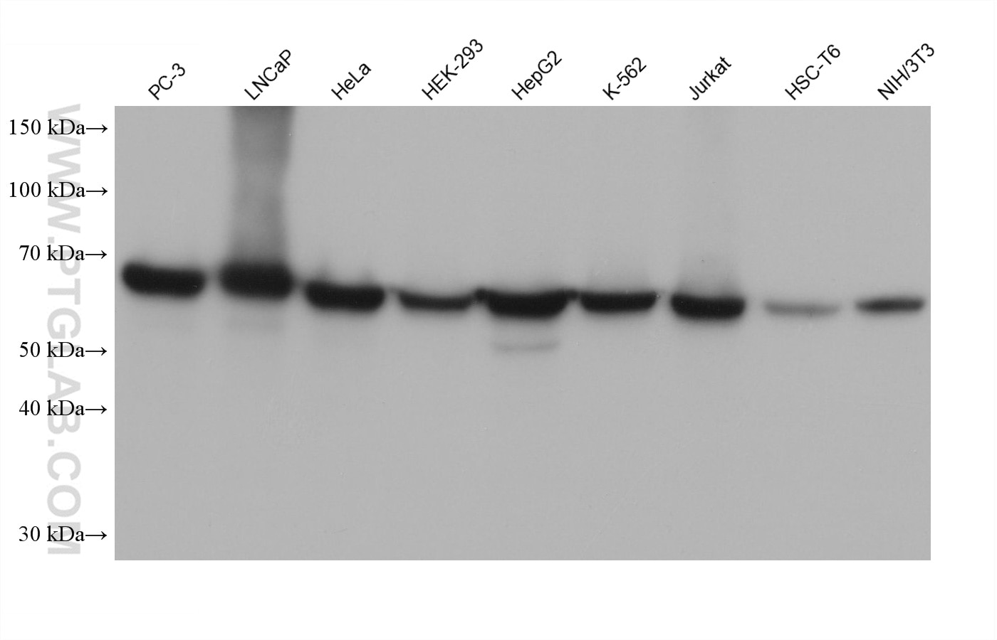 Western blot detection using RGAR401. Various lysates were subjected to SDS PAGE followed by western blot with 15282-1-AP (HSP60 antibody) at dilution of 1:100000. 
HRP-Goat Anti-Rabbit IgG Light Chain Specific Recombinant Secondary Antibody #RGAR401 was used at 1:10000 for detection.