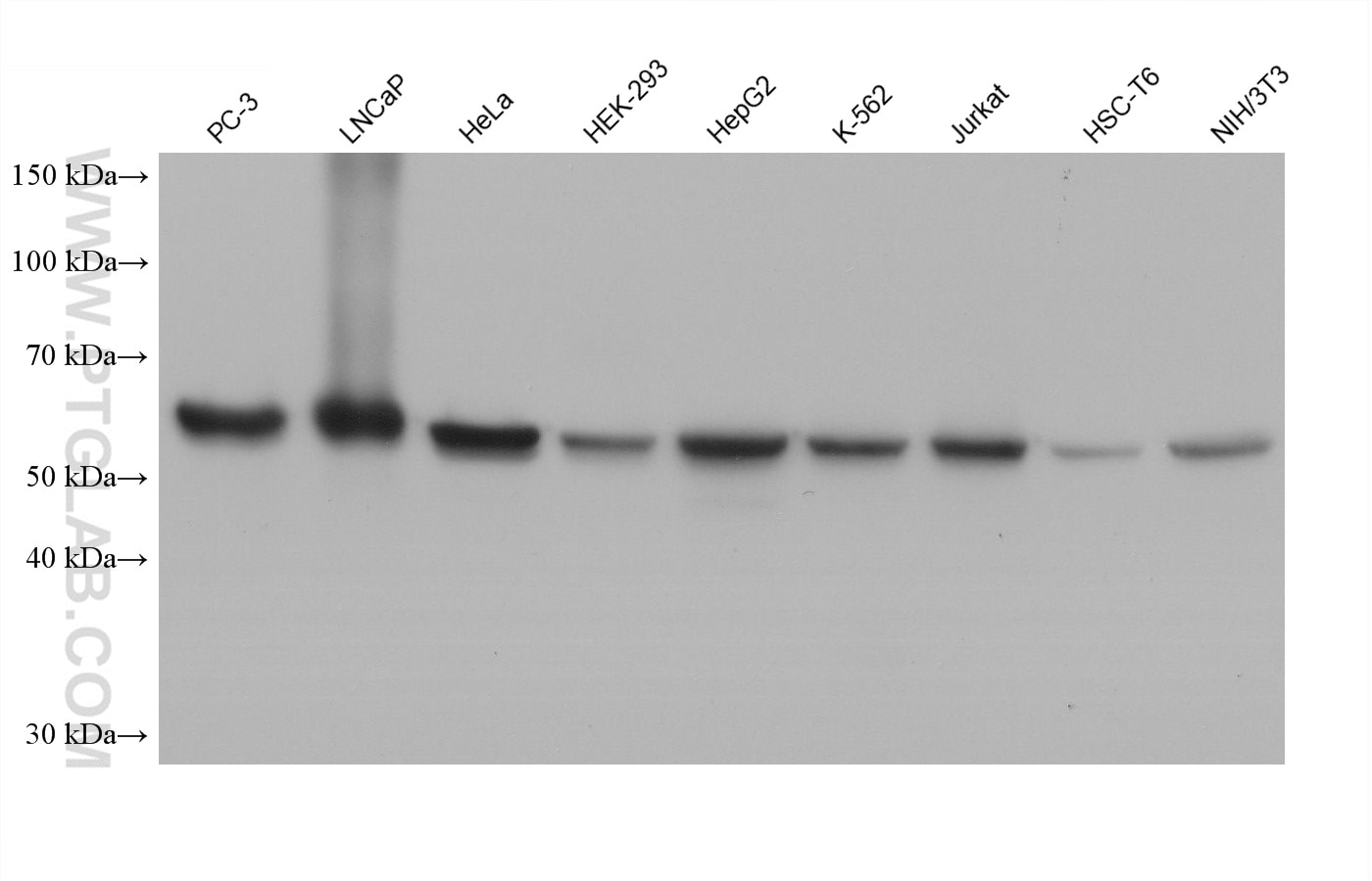 Western blot detection using RGAR401. Various lysates were subjected to SDS PAGE followed by western blot with 15282-1-AP (HSP60 antibody) at dilution of 1:100000. 
HRP-Goat Anti-Rabbit IgG Light Chain Specific Recombinant Secondary Antibody #RGAR401 was used at 1:20000 for detection.