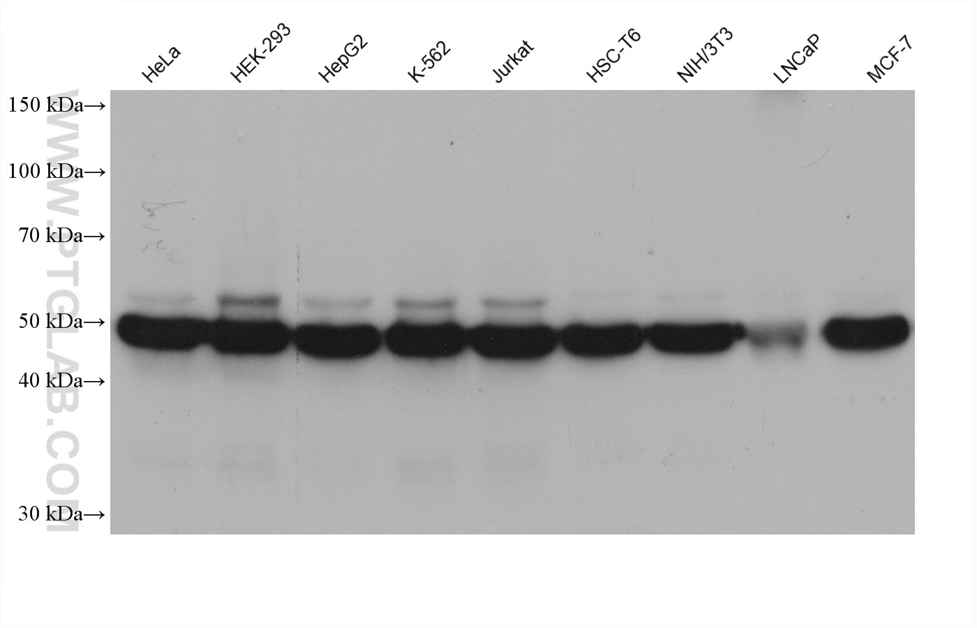 Western blot detection using RGAR401. Various lysates were subjected to SDS PAGE followed by western blot with 80713-1-RR (Beta Tubulin antibody) at dilution of 1:20000. 
HRP-Goat Anti-Rabbit IgG Light Chain Specific Recombinant Secondary Antibody #RGAR401 was used at 1:5000 for detection.