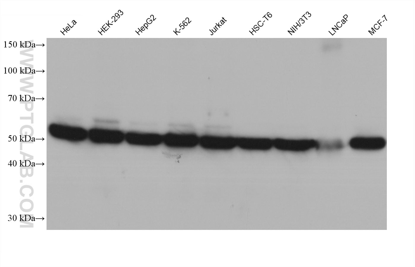Western blot detection using RGAR401. Various lysates were subjected to SDS PAGE followed by western blot with 80713-1-RR (Beta Tubulin antibody) at dilution of 1:20000. 
HRP-Goat Anti-Rabbit IgG Light Chain Specific Recombinant Secondary Antibody #RGAR401 was used at 1:10000 for detection.