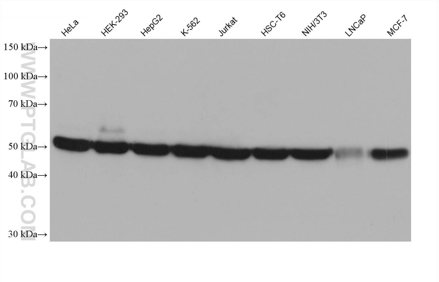 Western blot detection using RGAR401. Various lysates were subjected to SDS PAGE followed by western blot with 80713-1-RR (Beta Tubulin antibody) at dilution of 1:20000. 
HRP-Goat Anti-Rabbit IgG Light Chain Specific Recombinant Secondary Antibody #RGAR401 was used at 1:20000 for detection.
