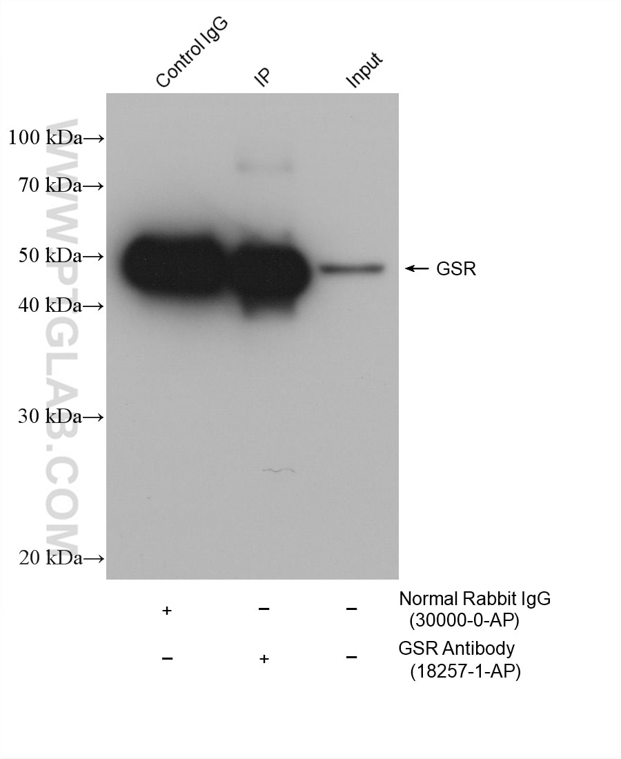 IP-WB detection with RGAR501. Lysate: Hela cells; IP Primary: GSR, 18257-1-AP; IP Control: Rabbit IgG, 30000-1-AP; SDS-PAGE loading amount: 20% of IP elution and 30 μg total protein for input; WB Primary: GSR, 18257-1-AP, 1:60000; WB secondary: RGAR501, 1:10000.