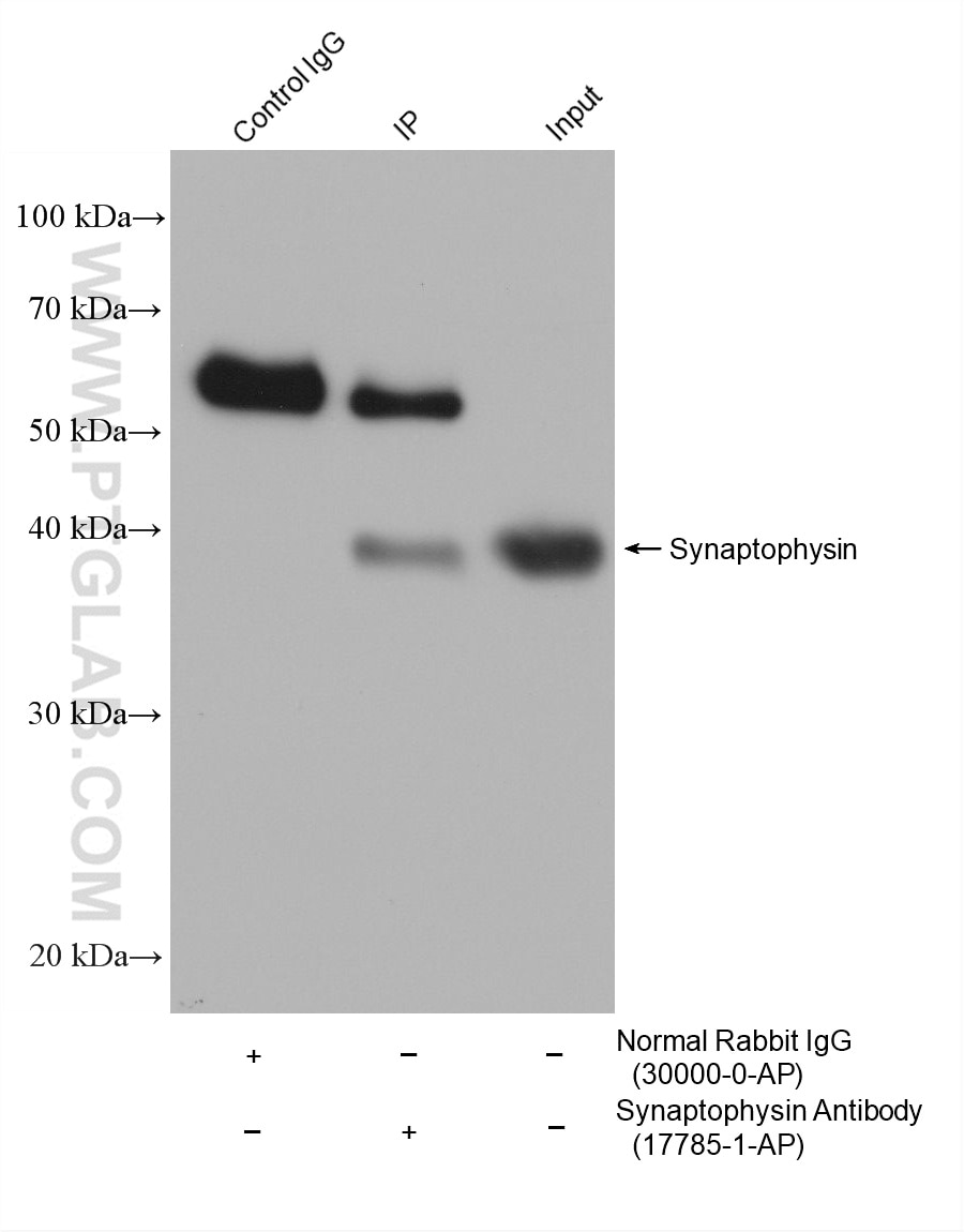 IP-WB detection with RGAR501. Lysate: Mouse Brain cells; IP Primary: Synaptophysin, 17785-1-AP; IP Control: Rabbit IgG, 30000-1-AP; SDS-PAGE loading amount: 20% of IP elution and 30 μg total protein for input; WB Primary: Synaptophysin, 17785-1-AP, 1:50000; WB secondary: RGAR501, 1:10000.
