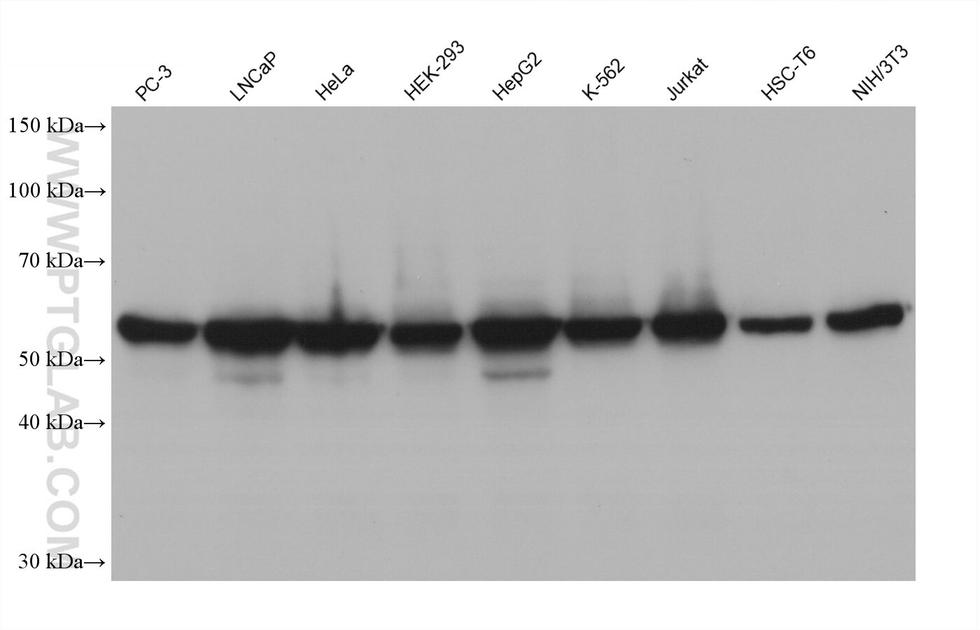 Western blot detection using RGAR501. Various lysates were subjected to SDS PAGE followed by western blot with 15282-1-AP (HSP60 antibody) at dilution of 1:100000. 
HRP-Goat Anti-Rabbit IgG Heavy Chain Specific Recombinant Secondary Antibody #RGA501 was used at 1:5000 for detection.