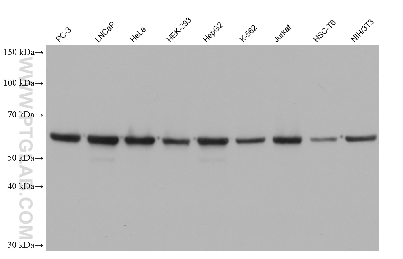 Western blot detection using RGAR501. Various lysates were subjected to SDS PAGE followed by western blot with 15282-1-AP (HSP60 antibody) at dilution of 1:100000. 
HRP-Goat Anti-Rabbit IgG Heavy Chain Specific Recombinant Secondary Antibody #RGAR501 was used at 1:10000 for detection.