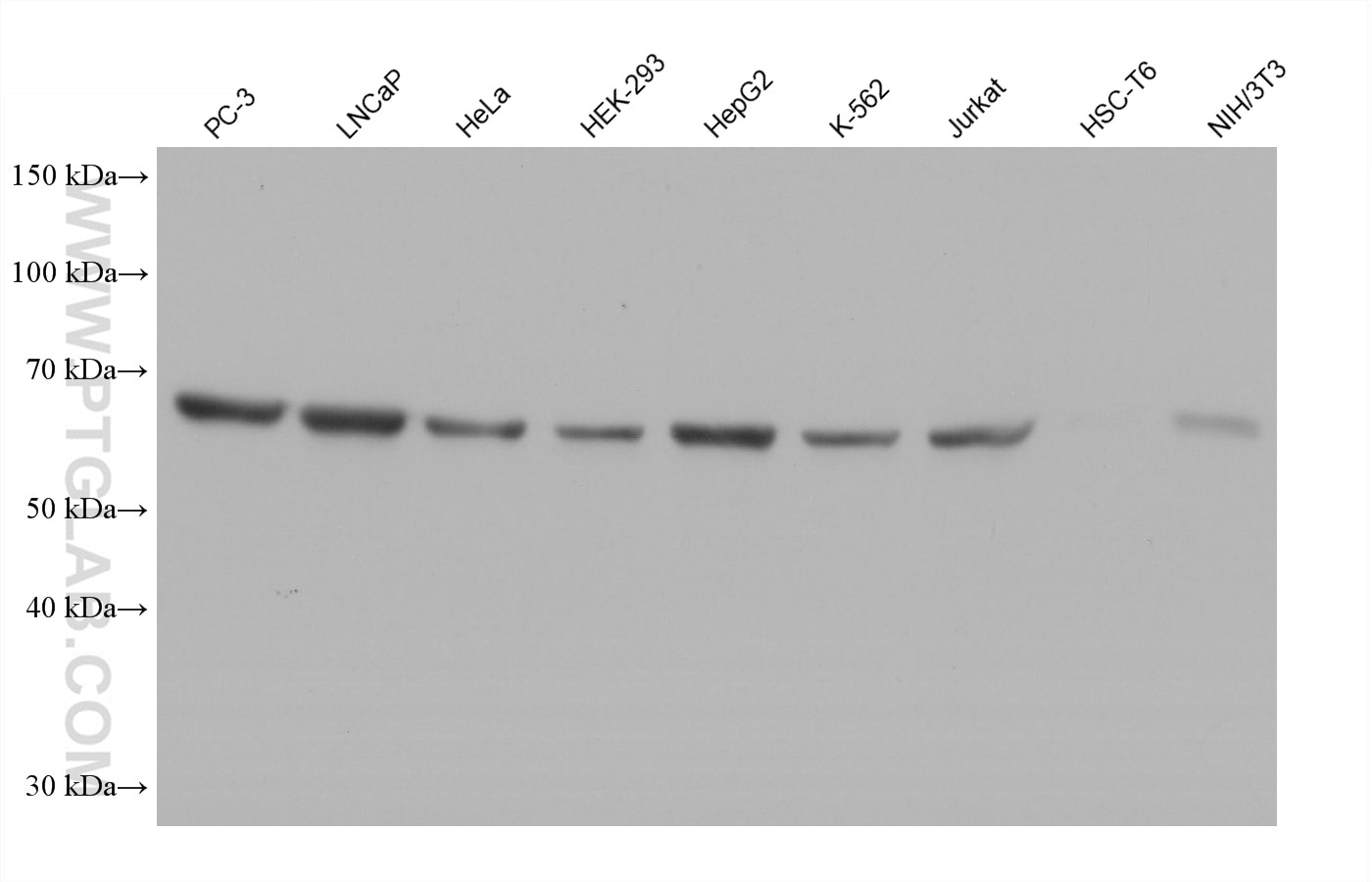Western blot detection using RGAR501. Various lysates were subjected to SDS PAGE followed by western blot with 15282-1-AP (HSP60 antibody) at dilution of 1:100000. 
HRP-Goat Anti-Rabbit IgG Heavy Chain Specific Recombinant Secondary Antibody #RGAR501 was used at 1:20000 for detection.