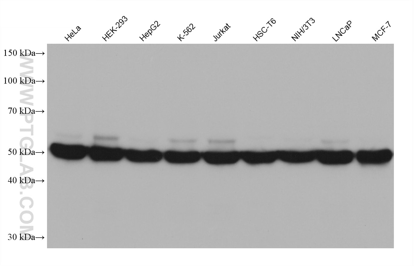 Western blot detection using RGAR501. Various lysates were subjected to SDS PAGE followed by western blot with 80713-1-RR (Beta Tubulin antibody) at dilution of 1:20000. 
HRP-Goat Anti-Rabbit IgG Heavy Chain Specific Recombinant Secondary Antibody #RGA501 was used at 1:5000 for detection.