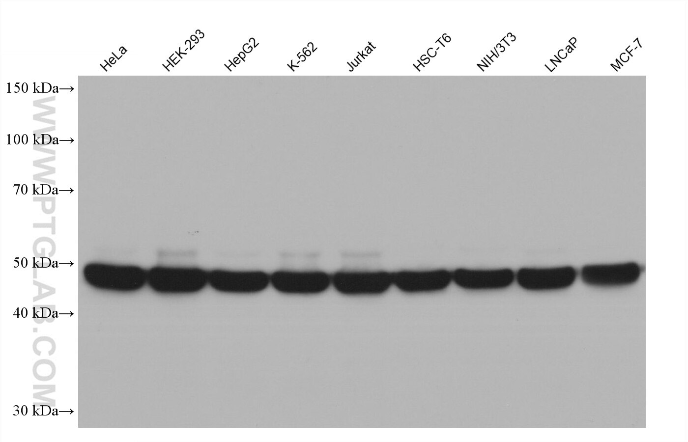Western blot detection using RGAR501. Various lysates were subjected to SDS PAGE followed by western blot with 80713-1-RR (Beta Tubulin antibody) at dilution of 1:20000. 
HRP-Goat Anti-Rabbit IgG Heavy Chain Specific Recombinant Secondary Antibody #RGA501 was used at 1:10000 for detection.