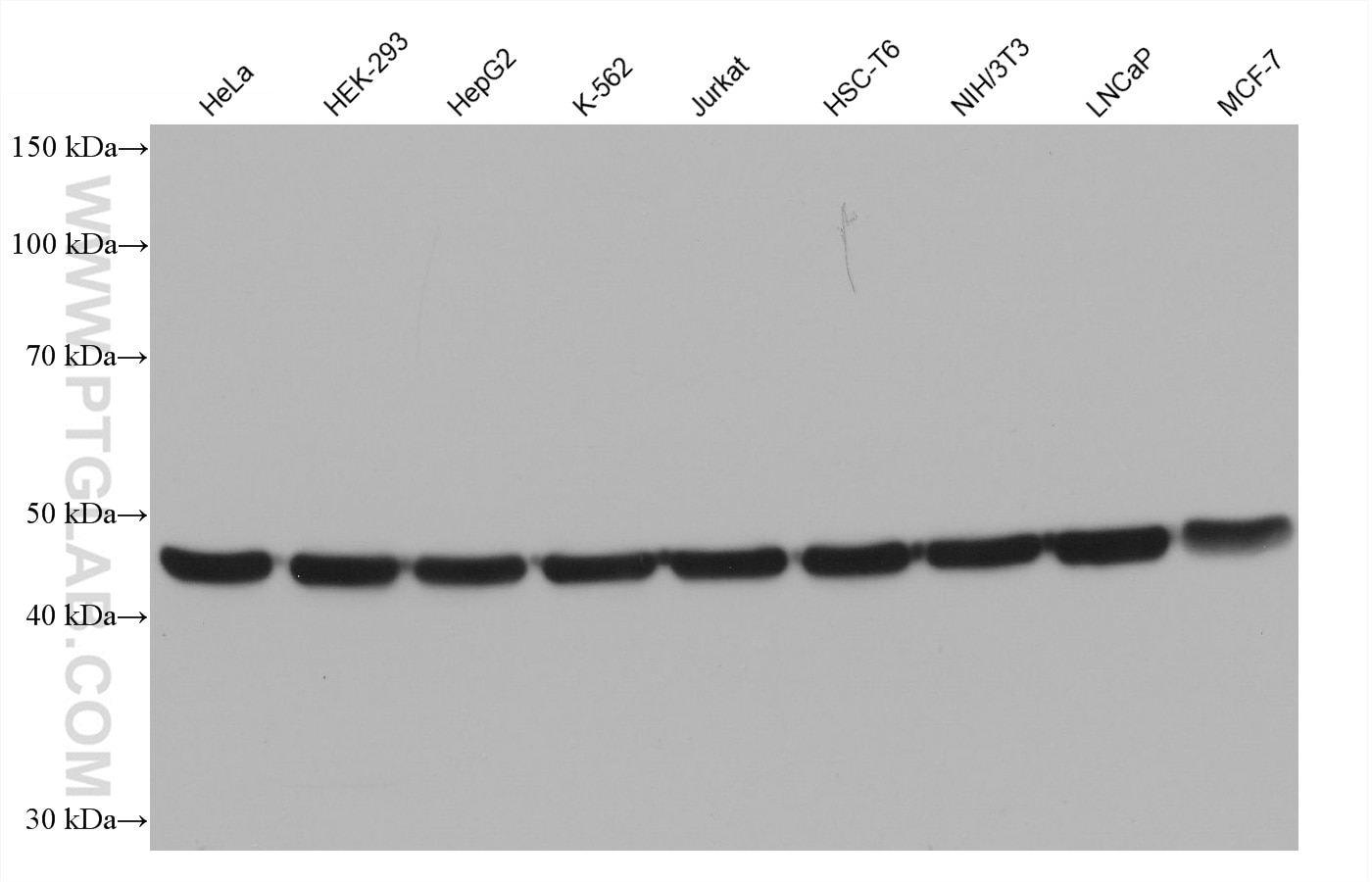 Western blot detection using RGAR501. Various lysates were subjected to SDS PAGE followed by western blot with 80713-1-RR (Beta Tubulin antibody) at dilution of 1:20000. 
HRP-Goat Anti-Rabbit IgG Heavy Chain Specific Recombinant Secondary Antibody #RGA501 was used at 1:20000 for detection.