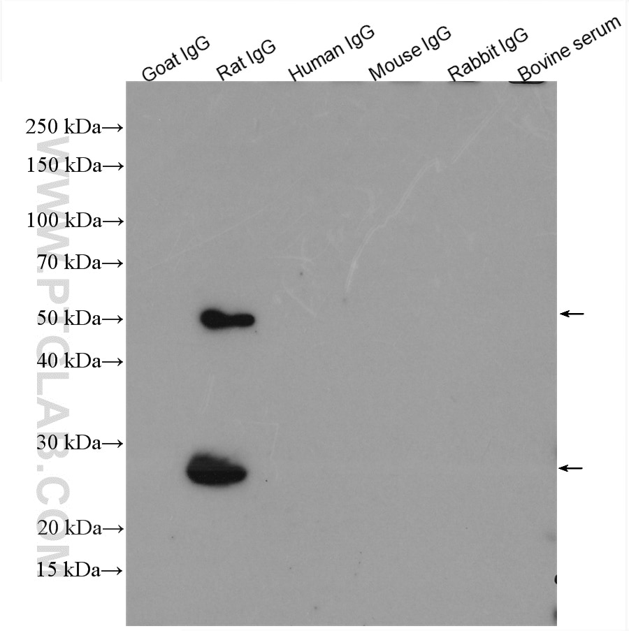 IgG proteins of various species were subjected to SDS PAGE followed by western blot with SA00001-15 (HRP-conjugated Affinipure Goat Anti-Rat IgG(H+L) at dilution of 1:2000 incubated at room temperature for 1.5 hours.