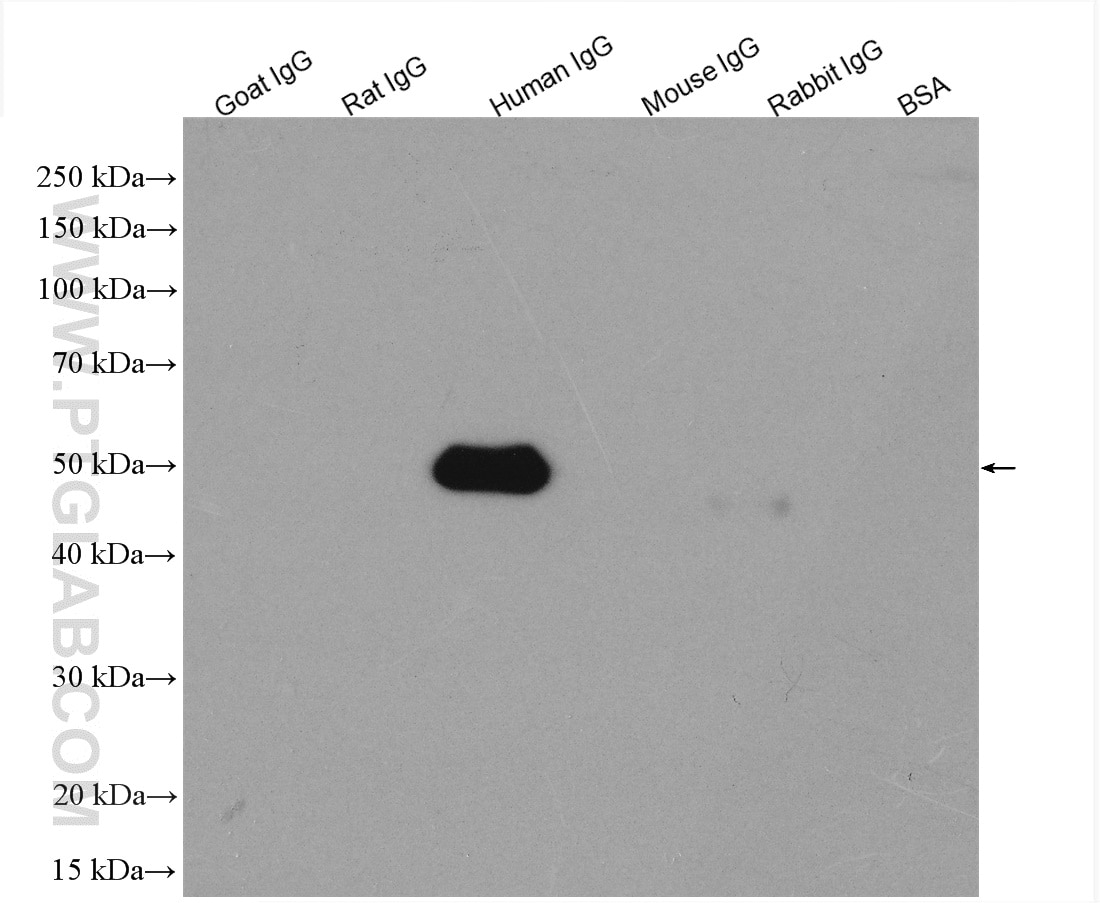 IgG proteins of various species were subjected to SDS PAGE followed by western blot with SA00001-17 (HRP-conjugated Affinipure Goat Anti-Human IgG(H+L) at dilution of 1:6000 incubated at room temperature for 1.5 hours.