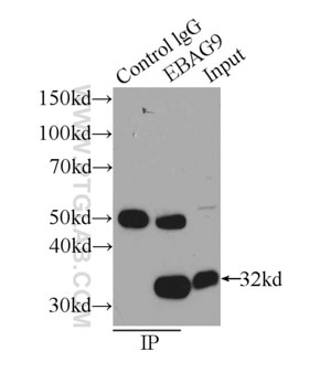 IP Result of anti-EBAG9 (IP:12255-1-AP, 3ug; Detection:12255-1-AP 1:800) with mouse heart tissue lysate. SA00001-18 (HRP-conjugated Protein A from S.aureus) as secondary antibody.