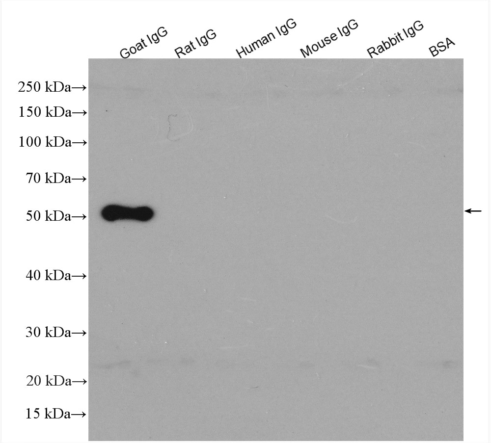 IgG proteins of various species were subjected to SDS PAGE followed by western blot with SA00001-3 (HRP-conjugated Affinipure Donkey Anti-Goat IgG(H+L) at dilution of 1:3000 incubated at room temperature for 1.5 hours.