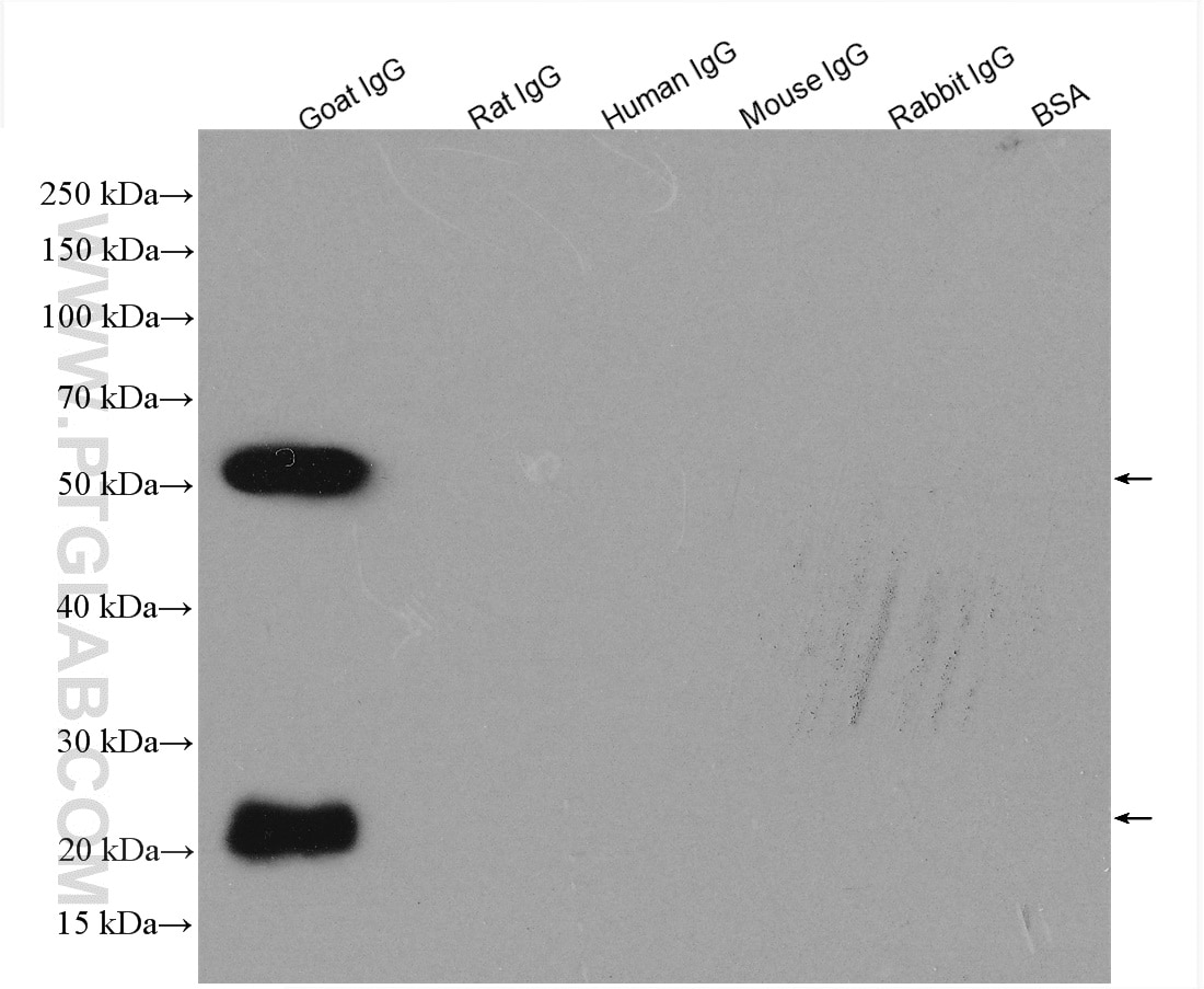 IgG proteins of various species were subjected to SDS PAGE followed by western blot with SA00001-4 (HRP-conjugated Affinipure Rabbit Anti-Goat IgG(H+L) at dilution of 1:1000 incubated at room temperature for 1.5 hours.