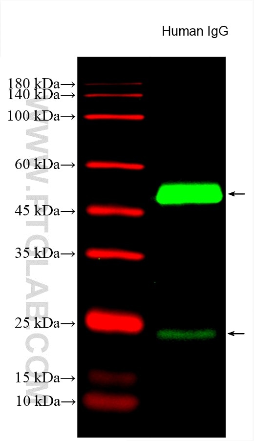 Human IgG (0.2 ug) were subjected to SDS PAGE followed by western blot with SA00003-12 at dilution of 1:1000  incubated at room temperature for 1.5 hours.