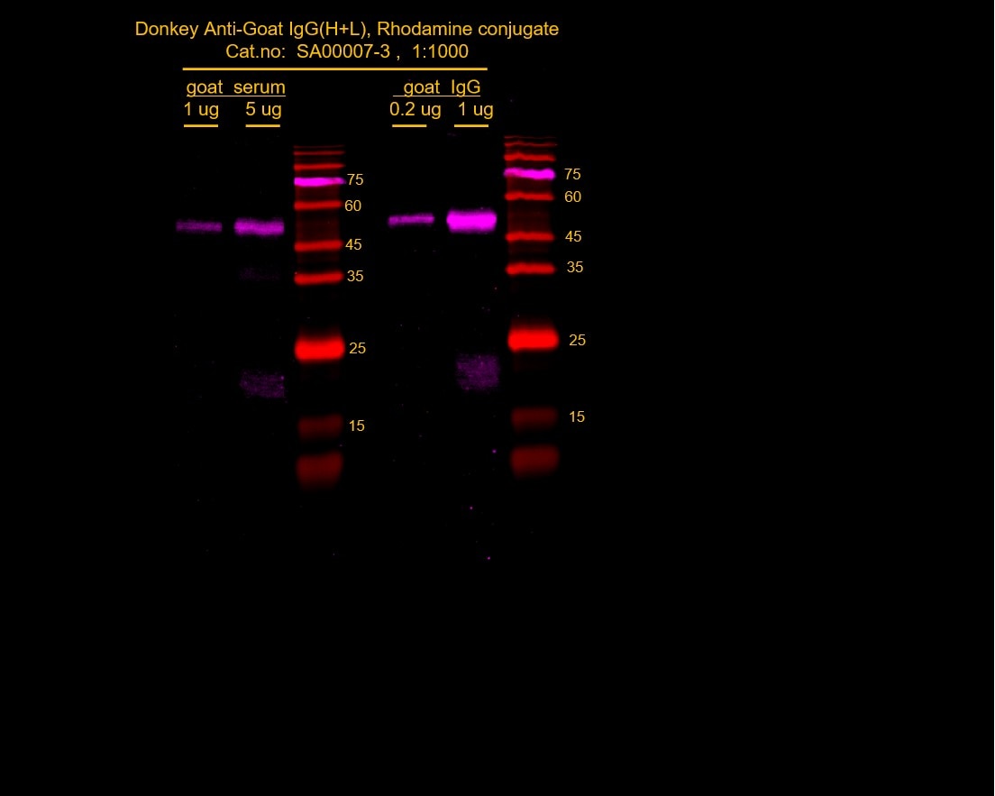 Goat serum or IgG lysates were subjected to SDS PAGE followed by western blot with SA00007-3 (Rhodamine (TRITC)–conjugated Donkey Anti-Goat IgG(H+L) at dilution of 1:1000 incubated at room temperature for 1.5 hours.