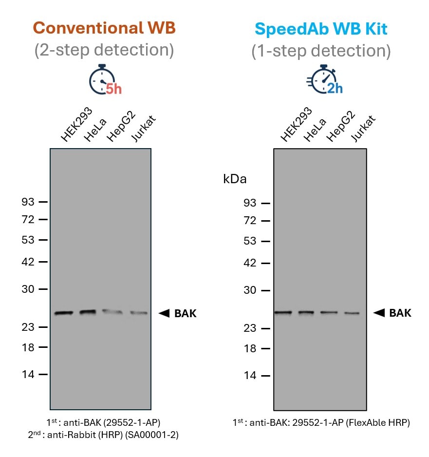 SpeedAb WB Kit for detection of rabbit IgG. ​
(red) Classical Western blot detection of BAK in lysates from different human cell lines. A primary anti-BAK antibody (rabbit) was used in combination with a secondary anti-rabbit antibody (HRP), after blocking and incubation with antibodies for 1 h, respectively. The total time of ~ 5 h includes SDS-PAGE, blotting, blocking, primary and secondary antibody incubation, and washing steps of the membrane.​
(blue) Detection of BAK in lysates from different human cell lines via SpeedAb WB Kit. The same primary anti-BAK antibody was labeled with FlexAble HRP (anti-rabbit) via a simple 10 min protocol, enabling a 1-step detection. The blotting accelerator speeds up binding of the antibody to the target protein, cutting the antibody incubation time to 15 min only and the total time including SDS-PAGE, blotting, antibody incubation and a final washing step to ~2 h.​