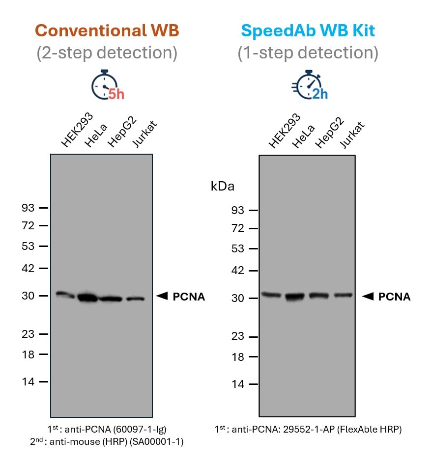 SpeedAb WB Kit for detection of mouse IgG1. ​
(red) Classical Western blot detection of PCNA in lysates from different human cell lines. A primary anti-PCNA antibody (mouse IgG1) was used in combination with a secondary anti-mouse antibody (HRP), after blocking and incubation with antibodies for 1 h, respectively. The total time of ~ 5 h includes SDS-PAGE, blotting, blocking, primary and secondary antibody incubation, and washing steps of the membrane.​
(blue) Detection of PCNA in lysates from different human cell lines via SpeedAb WB Kit. The same primary anti-PCNA antibody was labeled with FlexAble HRP (anti-mouse IgG1) via a simple 10 min protocol, enabling a 1-step detection. The blotting accelerator speeds up binding of the antibody to the target protein, cutting the antibody incubation time to 15 min only and the total time including SDS-PAGE, blotting, antibody incubation and a final washing step to ~2 h.​