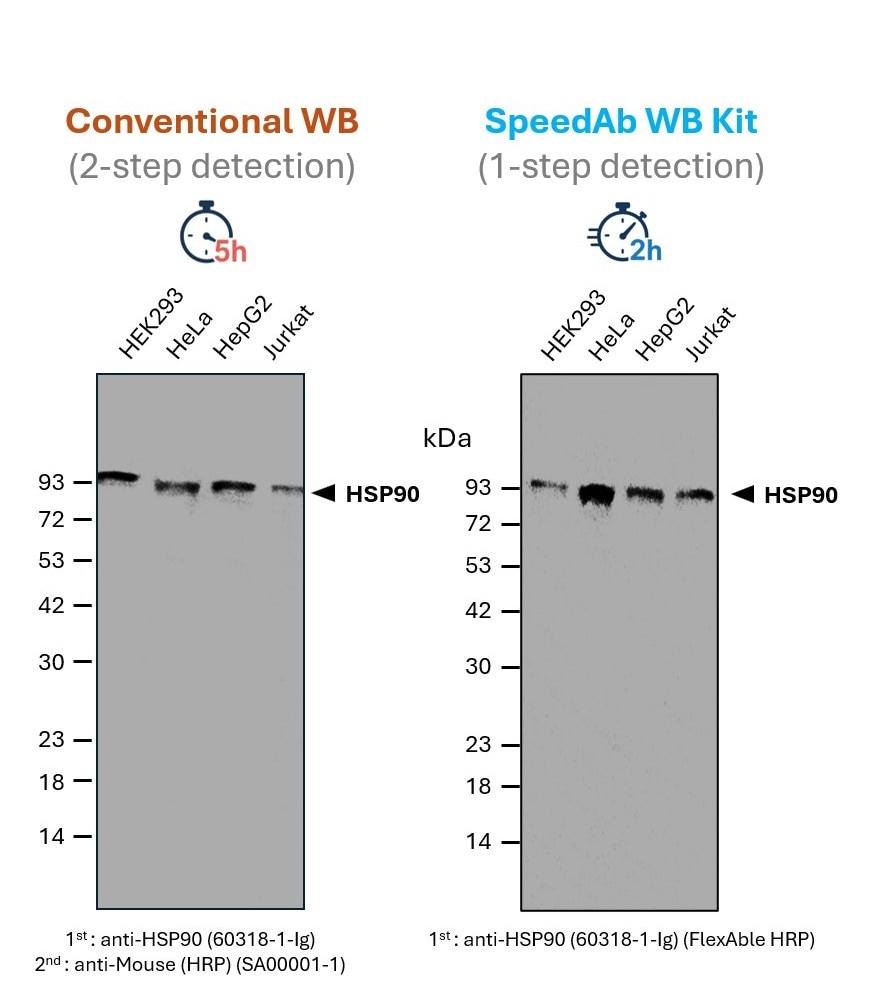 SpeedAb WB Kit for detection of mouse IgG2a. ​
(red) Classical Western blot detection of PCNA in lysates from different human cell lines. A primary anti-HSP90 antibody (mouse IgG2a) was used in combination with a secondary anti-mouse antibody (HRP), after blocking and incubation with antibodies for 1 h, respectively. The total time of ~ 5 h includes SDS-PAGE, blotting, blocking, primary and secondary antibody incubation, and washing steps of the membrane.​
(blue) Detection of HSP90 in lysates from different human cell lines via SpeedAb WB Kit. The same primary anti-HSP90 antibody was labeled with FlexAble HRP (anti-mouse IgG2a) via a simple 10 min protocol, enabling a 1-step detection. The blotting accelerator speeds up binding of the antibody to the target protein, cutting the antibody incubation time to 15 min only and the total time including SDS-PAGE, blotting, antibody incubation and a final washing step to ~2 h.​