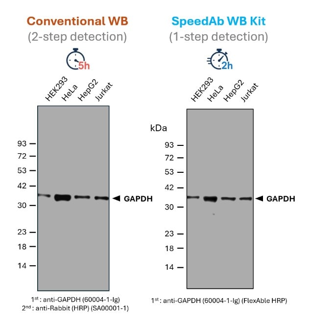 SpeedAb WB Kit for detection of mouse IgG2b. ​
(red) Classical Western blot detection of GAPDH in lysates from different human cell lines. A primary anti-GAPDH antibody (mouse IgG2b) was used in combination with a secondary anti-mouse antibody (HRP), after blocking and incubation with antibodies for 1 h, respectively. The total time of ~ 5 h includes SDS-PAGE, blotting, blocking, primary and secondary antibody incubation, and washing steps of the membrane.​
(blue) Detection of GAPDH in lysates from different human cell lines via SpeedAb WB Kit. The same primary anti-GAPDH antibody was labeled with FlexAble HRP (anti-mouse IgG2b) via a simple 10 min protocol, enabling a 1-step detection. The blotting accelerator speeds up binding of the antibody to the target protein, cutting the antibody incubation time to 15 min only and the total time including SDS-PAGE, blotting, antibody incubation and a final washing step to ~2 h.​