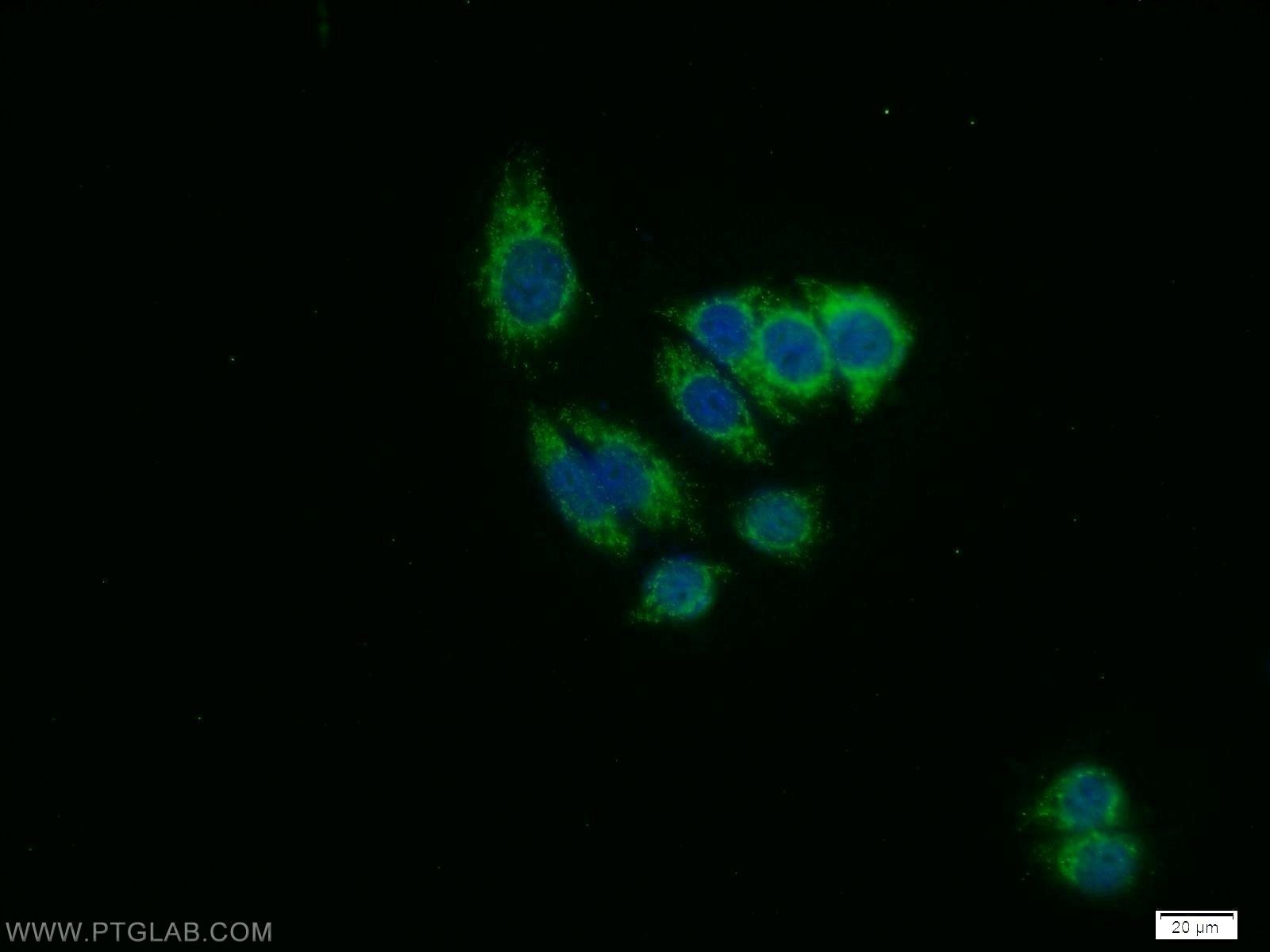 Immunofluorescence (IF) / fluorescent staining of HeLa cells using WBP11 Polyclonal antibody (10316-1-AP)