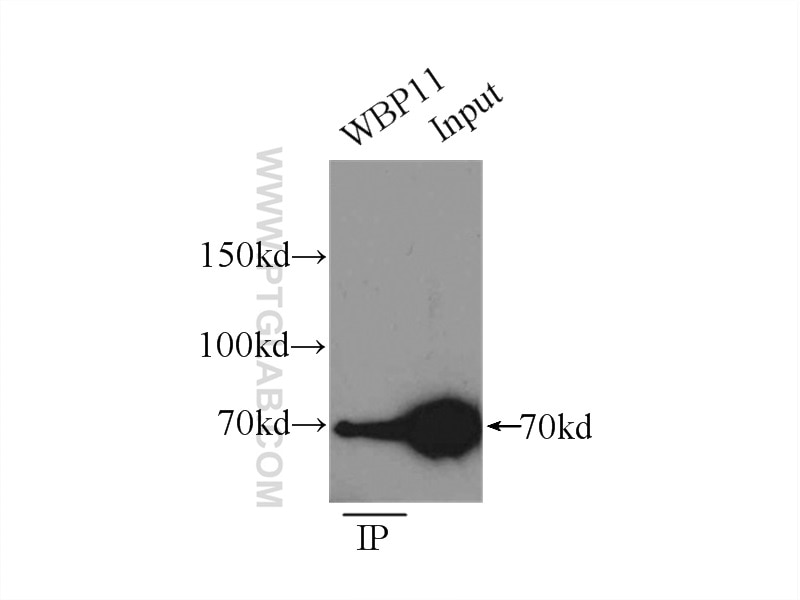 Immunoprecipitation (IP) experiment of mouse heart tissue using WBP11 Polyclonal antibody (10316-1-AP)