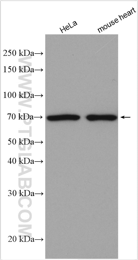 Western Blot (WB) analysis of various lysates using WBP11 Polyclonal antibody (10316-1-AP)