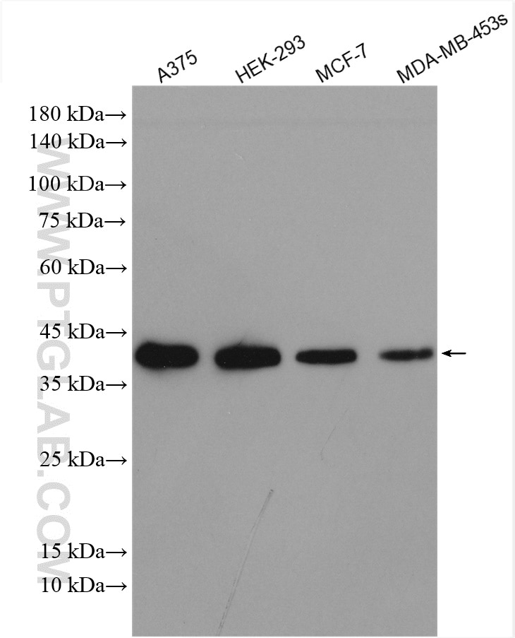 Western Blot (WB) analysis of various lysates using WBP2 Polyclonal antibody (12030-1-AP)