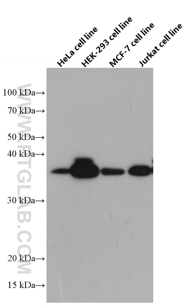 Western Blot (WB) analysis of HeLa cells using WBP2 Monoclonal antibody (66585-1-Ig)