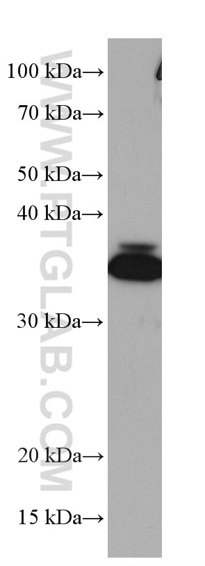 Western Blot (WB) analysis of NIH/3T3 cells using WBP2 Monoclonal antibody (66585-1-Ig)
