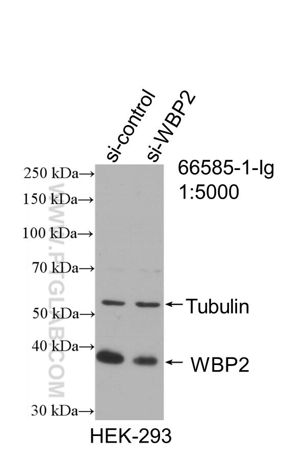 Western Blot (WB) analysis of HEK-293 cells using WBP2 Monoclonal antibody (66585-1-Ig)