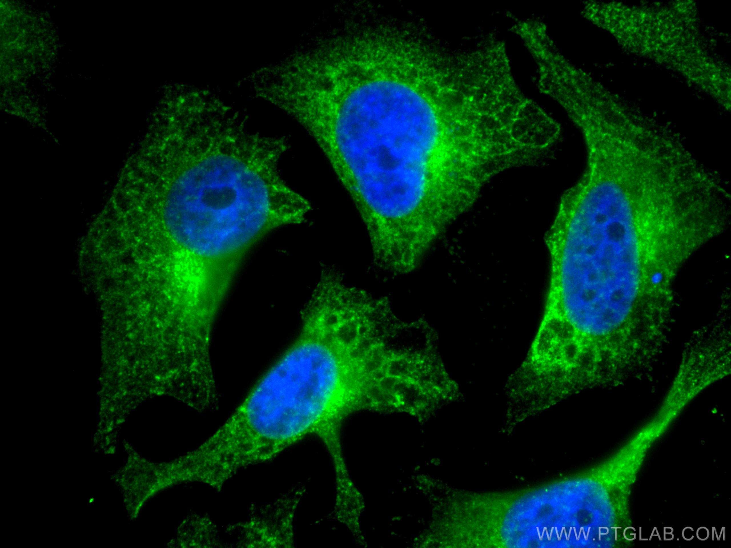 Immunofluorescence (IF) / fluorescent staining of HeLa cells using CoraLite® Plus 488-conjugated WBP2 Monoclonal anti (CL488-66585)