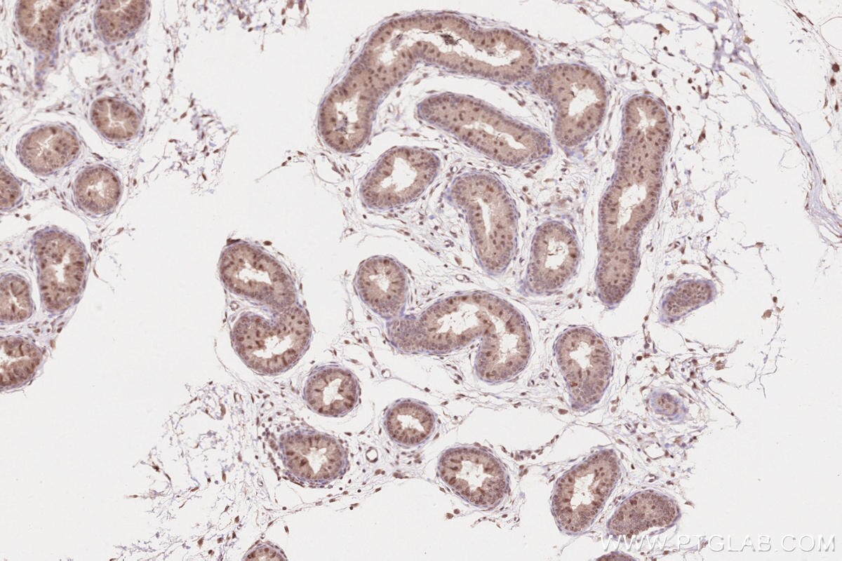 Immunohistochemistry (IHC) staining of rat epididymis tissue using WBP2NL Polyclonal antibody (22587-1-AP)