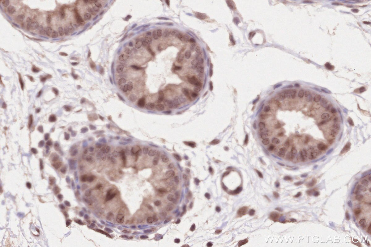 Immunohistochemistry (IHC) staining of rat epididymis tissue using WBP2NL Polyclonal antibody (22587-1-AP)