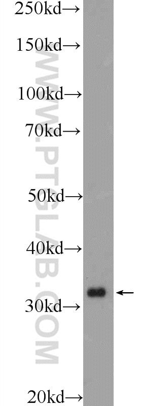 Western Blot (WB) analysis of mouse testis tissue using WBP2NL Polyclonal antibody (22587-1-AP)