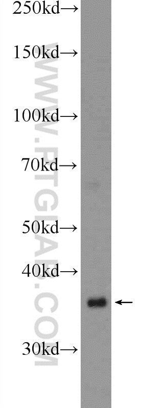 Western Blot (WB) analysis of human testis tissue using WBP2NL Polyclonal antibody (22587-1-AP)