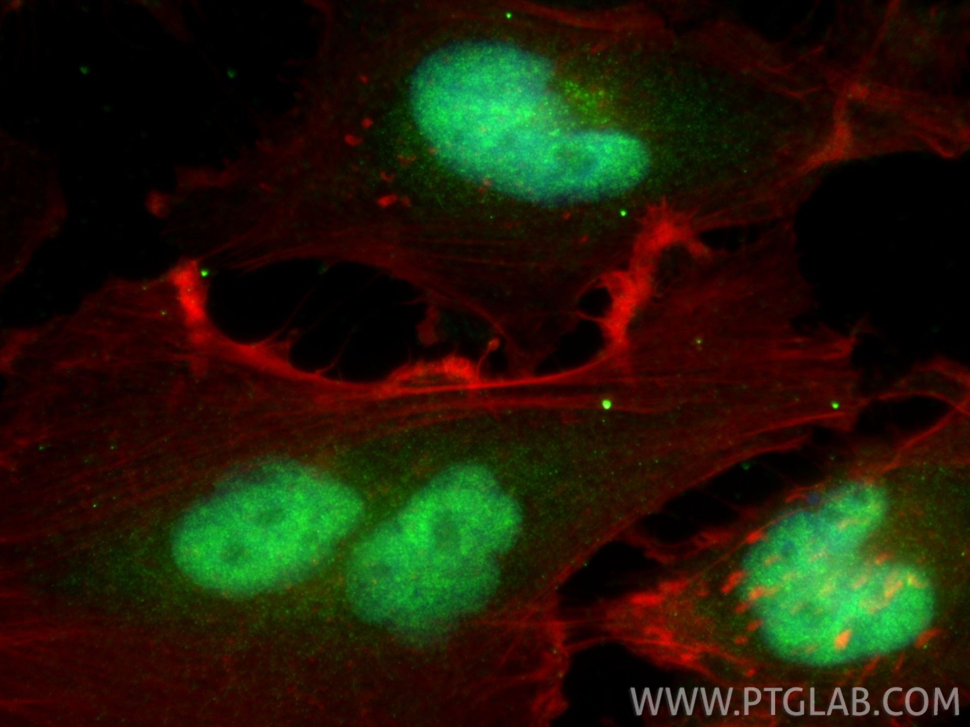 Immunofluorescence (IF) / fluorescent staining of U-251 cells using WBP4 Polyclonal antibody (32283-1-AP)