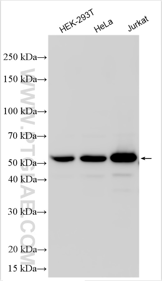 Western Blot (WB) analysis of various lysates using WBP4 Polyclonal antibody (32283-1-AP)