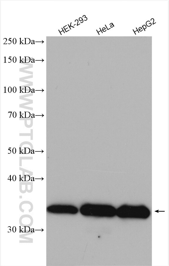 Western Blot (WB) analysis of various lysates using WBSCR22 Polyclonal antibody (28192-1-AP)