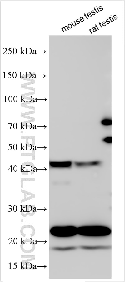 Western Blot (WB) analysis of various lysates using WDFY1 Polyclonal antibody (13960-1-AP)